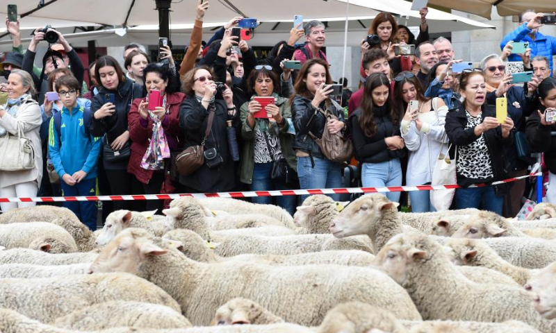 People watch sheep and goats walking through a street during the Transhumance Festival in Madrid, Spain, Oct. 23, 2022. The festival originated from the transhumance practice, in which shepherds in winter drove their cattle and sheep from the mountains to the warm meadows to ensure feeding of their animals. Photo: Xinhua