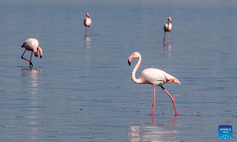 Flamingos are seen in Larnaca Salt Lake, Cyprus, Oct. 24, 2022.(Photo: Xinhua)