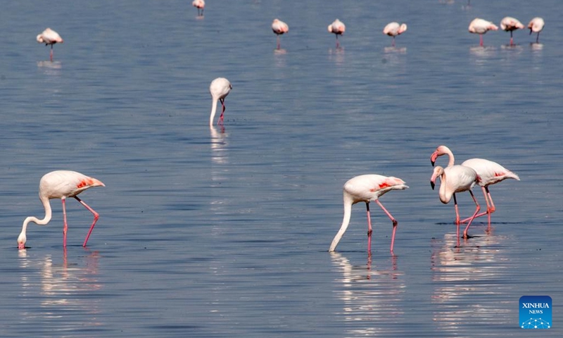 Flamingos are seen in Larnaca Salt Lake, Cyprus, Oct. 24, 2022.(Photo: Xinhua)