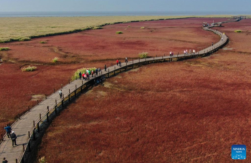 This aerial photo taken on Sept. 28, 2022 shows people enjoying the scenery of the Red Beach scenic area in Panjin, northeast China's Liaoning Province. (Xinhua/Pan Yulong)