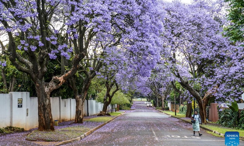 This photo taken on Oct. 24, 2022 shows jacaranda trees in full bloom in Johannesburg, South Africa.(Photo: Xinhua)