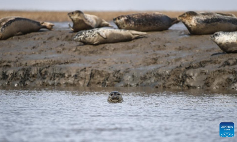Spotted seals are seen in the sea area of Sandaogou in Panjin, northeast China's Liaoning Province, March 28, 2019. (Xinhua/Pan Yulong)