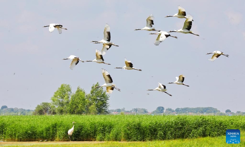 Red-crowned cranes fly above the Zhalong National Nature Reserve in northeast China's Heilongjiang Province, June 15, 2022. Zhalong National Nature Reserve is the world's biggest habitat and reproduction base of wild red-crowned cranes. It is known as the home of red-crowned cranes in China.(Photo: Xinhua)