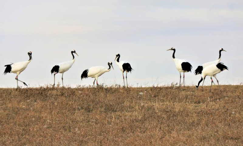 Red-crowned cranes are pictured in the Zhalong National Nature Reserve in northeast China's Heilongjiang Province, Oct. 21, 2022. Zhalong National Nature Reserve is the world's biggest habitat and reproduction base of wild red-crowned cranes. It is known as the home of red-crowned cranes in China.(Photo: Xinhua)