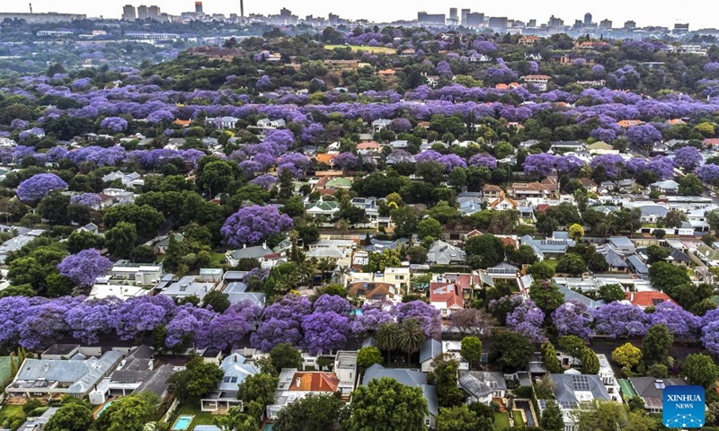 This aerial photo taken on Oct. 24, 2022 shows jacaranda trees in full bloom in Johannesburg, South Africa.(Photo: Xinhua)
