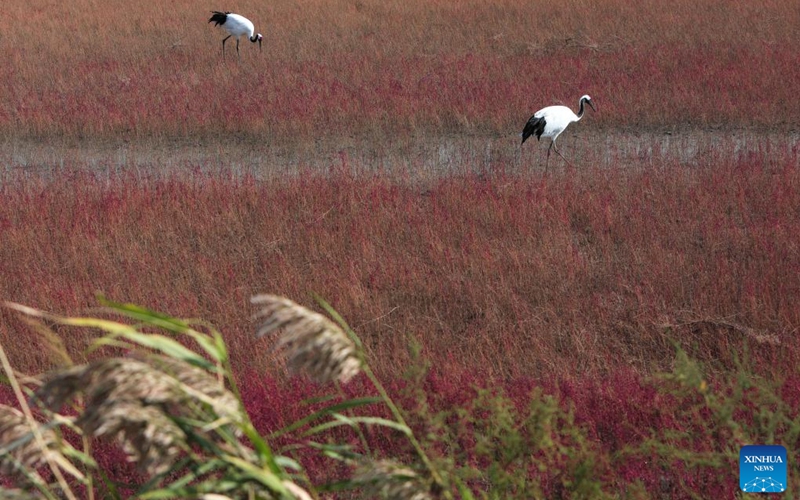 Two red-crowned cranes are seen in the Liaohekou National Nature Reserve, northeast China's Liaoning Province, Sept. 28, 2022. (Xinhua/Wang Yijie)