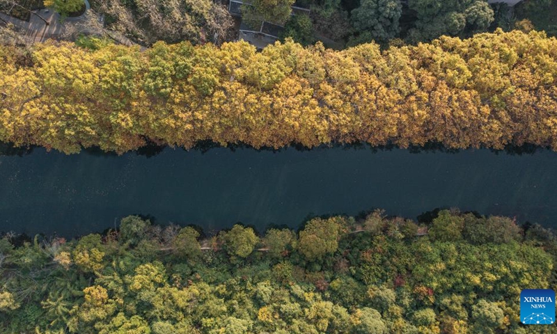 This aerial photo taken on Oct. 25, 2022 shows the autumn scenery of Huaxi national city wetland park in Guiyang, capital of southwest China's Guizhou Province.(Photo: Xinhua)