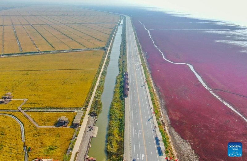 This aerial photo taken on Sept. 28, 2022 shows the paddy fields and the scenery of the Red Beach scenic area in Panjin, northeast China's Liaoning Province. (Xinhua/Wang Yijie)