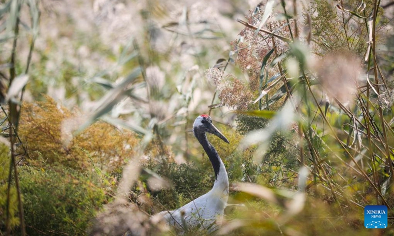 A red-crowned crane is seen in the Liaohekou National Nature Reserve, northeast China's Liaoning Province, Sept. 28, 2022. (Xinhua/Pan Yulong)