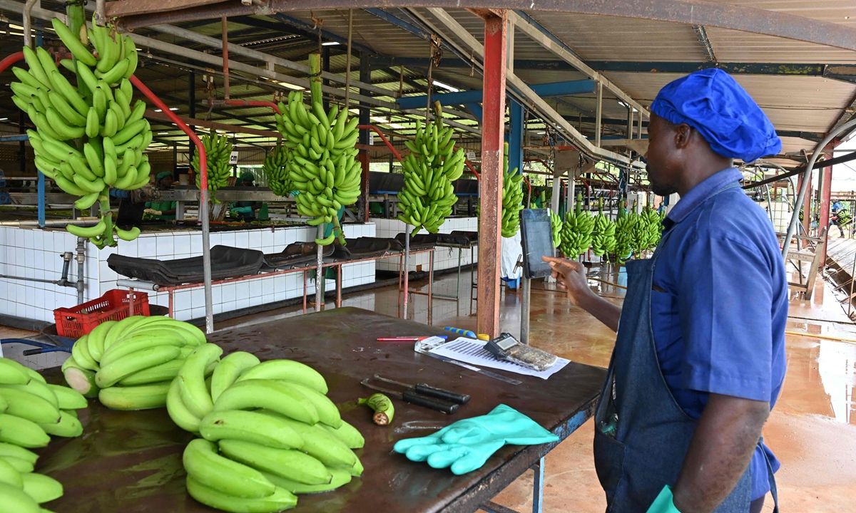 An employee works in a banana plantation near Tiassale, Cote d'Ivoire, on October 26, 2022. Cote d'Ivoire, the leading African producer, produces more than 300,000 tons of bananas each year. Photo: VCG