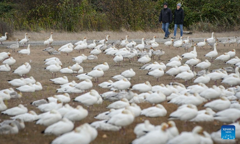 People walk past a flock of snow geese at Garry Point Park in Richmond, British Columbia, Canada, on Oct. 27, 2022.(Photo: Xinhua)