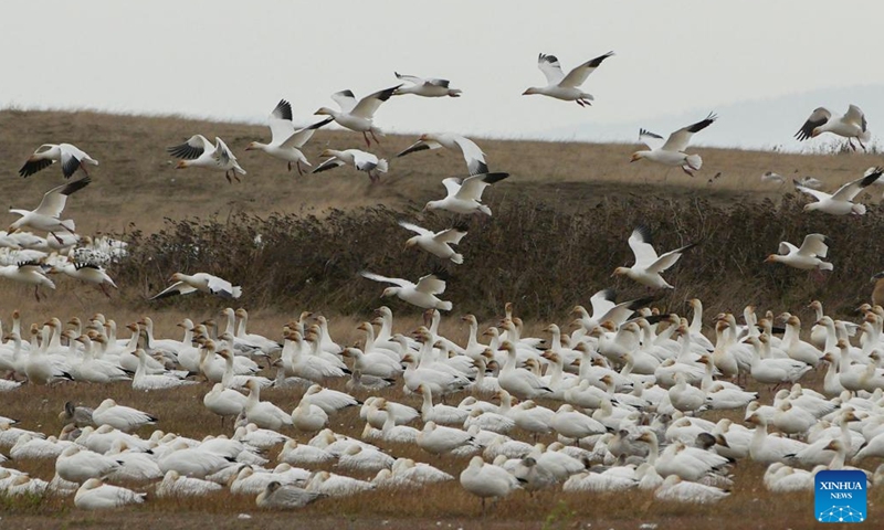 Snow geese are seen at Garry Point Park in Richmond, British Columbia, Canada, on Oct. 27, 2022.(Photo: Xinhua)