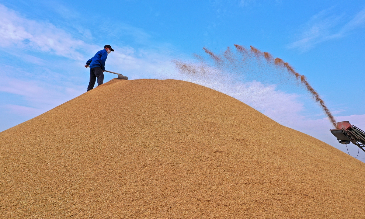 A worker levels dried rice at a farm in Anqing, East China's Anhui Province on October 30, 2022. The farm planted 70,000 mu (4,666.7 hectares) of rice this year, and the average yield exceeded 600 kilograms with both yield and quality better than previous years. Photo: VCG