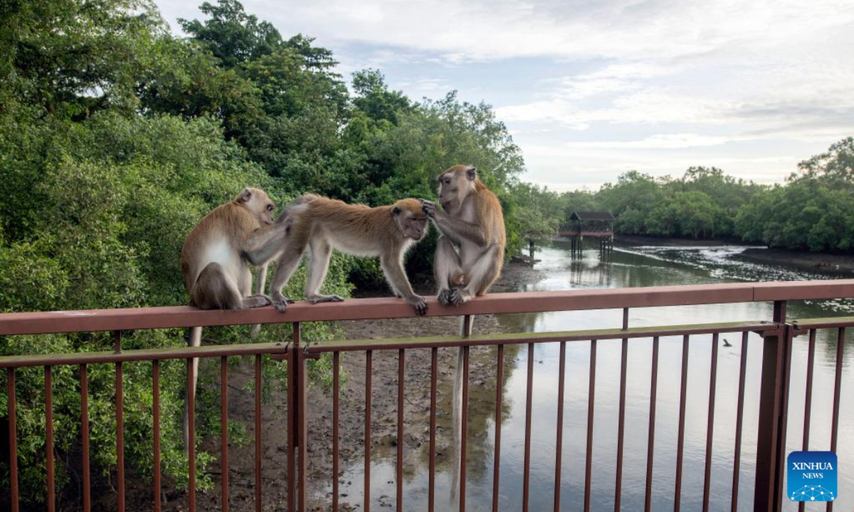 Three long-tailed macaques groom each other in Singapore's Sungei Buloh Wetland Reserve on Oct 27, 2022. Photo:Xinhua