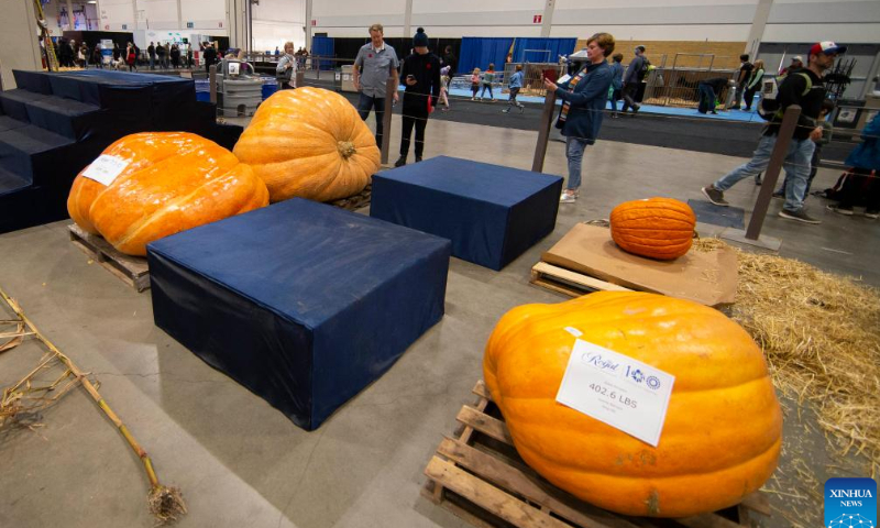 People look at giant pumpkins on display at the Royal Agricultural Winter Fair in Toronto, Canada, on Nov. 4, 2022. As a combined indoor agricultural fair and international equestrian competition, the ten-day annual event kicked off here on Friday to celebrate its 100th anniversary. Photo: Xinhua