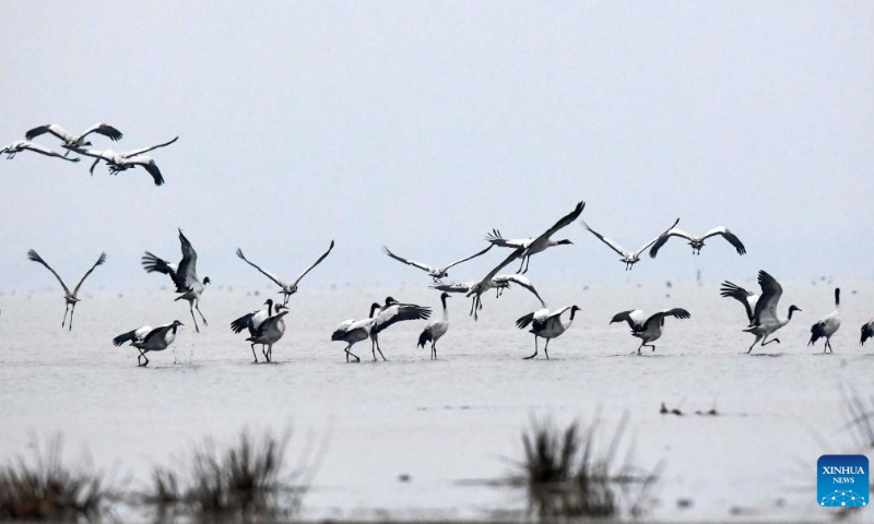 Black-necked cranes are seen at the Caohai National Nature Reserve in the Yi, Hui and Miao Autonomous County of Weining, southwest China's Guizhou Province, Nov. 4, 2022. Photo: Xinhua