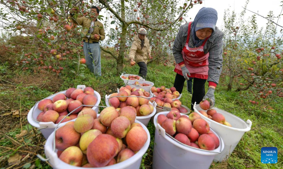 Farmers pick apples at an orchard in Niupeng Township of Weining Yi, Hui and Miao Autonomous County, southwest China's Guizhou Province, Nov 3, 2022. Photo:Xinhua