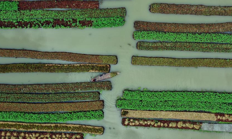 The aerial photo taken on Oct. 25, 2022 shows floating vegetable beds in Barisal, Bangladesh. (Xinhua)