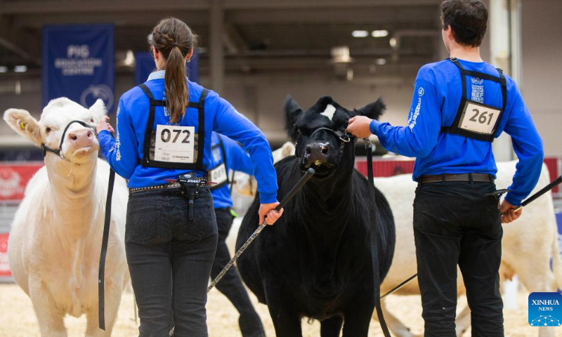 Breeders display their cows during a junior beef heifer show at the Royal Agricultural Winter Fair in Toronto, Canada, on Nov. 4, 2022. As a combined indoor agricultural fair and international equestrian competition, the ten-day annual event kicked off here on Friday to celebrate its 100th anniversary. Photo: Xinhua