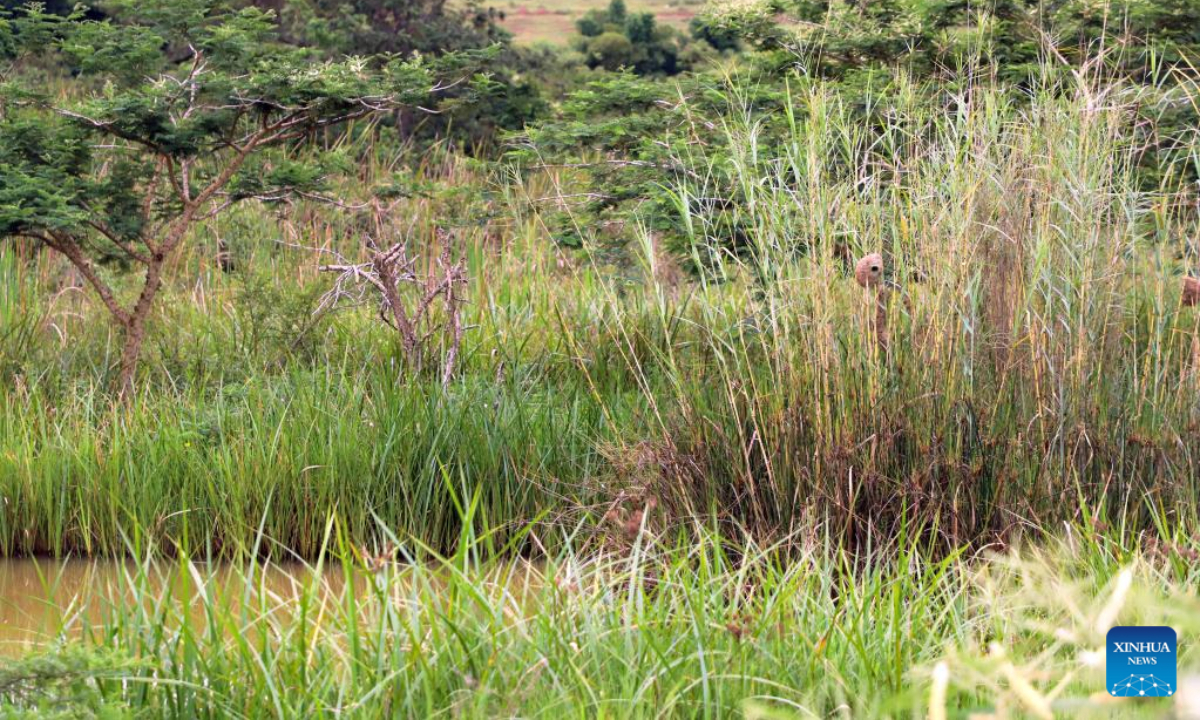 This photo taken on Nov 11, 2022 shows a view of Umusambi Village, a restored wetland area, in Kigali, Rwanda. Photo:Xinhua