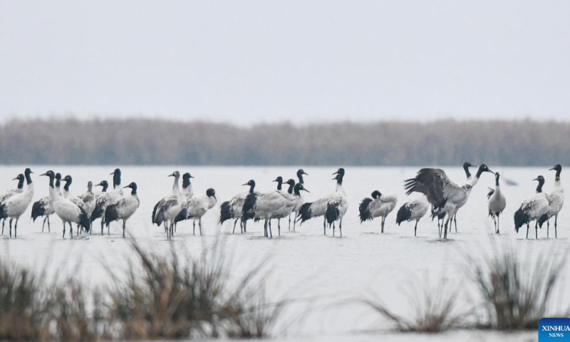 Black-necked cranes are seen at the Caohai National Nature Reserve in the Yi, Hui and Miao Autonomous County of Weining, southwest China's Guizhou Province, Nov. 4, 2022. Photo: Xinhua