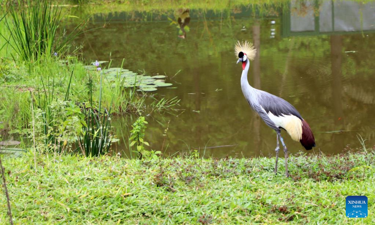 This photo taken on Nov 11, 2022 shows a grey crowned crane at Umusambi Village, a restored wetland area, in Kigali, Rwanda. Photo:Xinhua