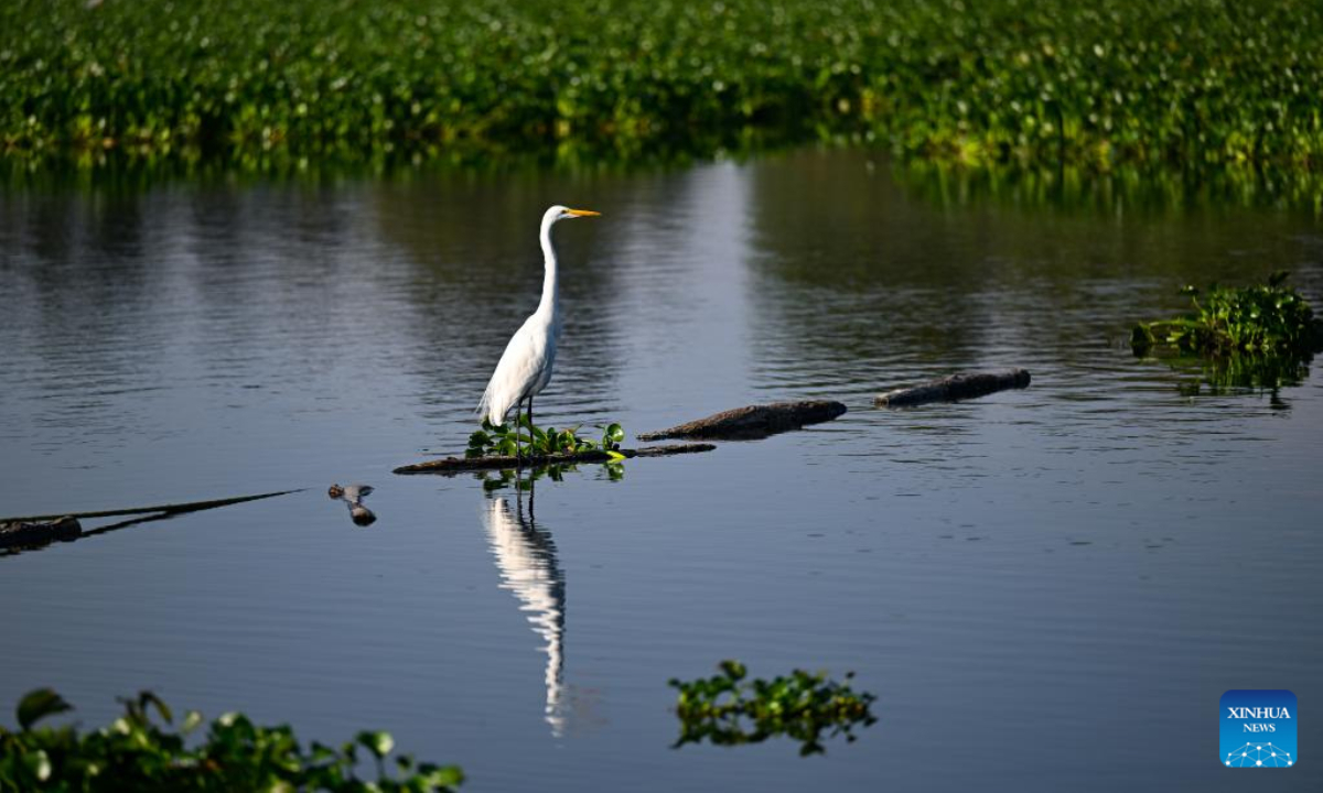 An egret is seen in the Xochimilco Ecological Park in Mexico City, capital of Mexico, Nov 2, 2022. Photo:Xinhua