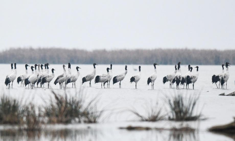 Black-necked cranes are seen at the Caohai National Nature Reserve in the Yi, Hui and Miao Autonomous County of Weining, southwest China's Guizhou Province, Nov. 4, 2022. Photo: Xinhua