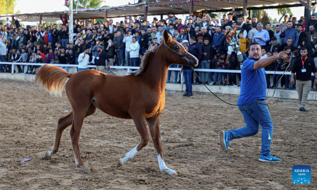 A Palestinian jockey displays a horse during a festival for Arabian purebred horses in Gaza City, on Nov 11, 2022. Photo:Xinhua