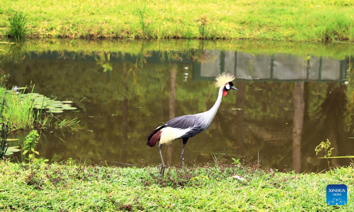 This photo taken on Nov 11, 2022 shows a grey crowned crane at Umusambi Village, a restored wetland area, in Kigali, Rwanda. Photo:Xinhua