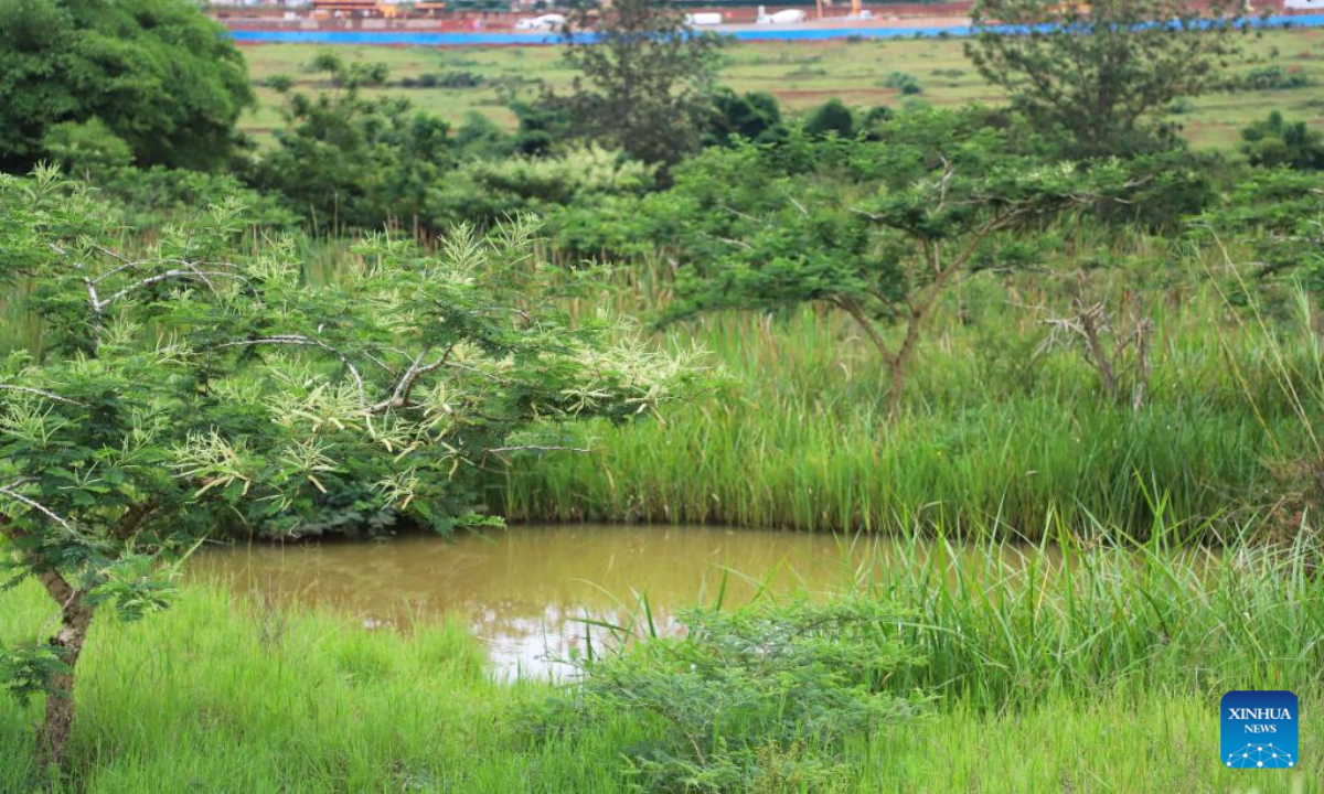 This photo taken on Nov 11, 2022 shows a view of Umusambi Village, a restored wetland area, in Kigali, Rwanda. Photo:Xinhua