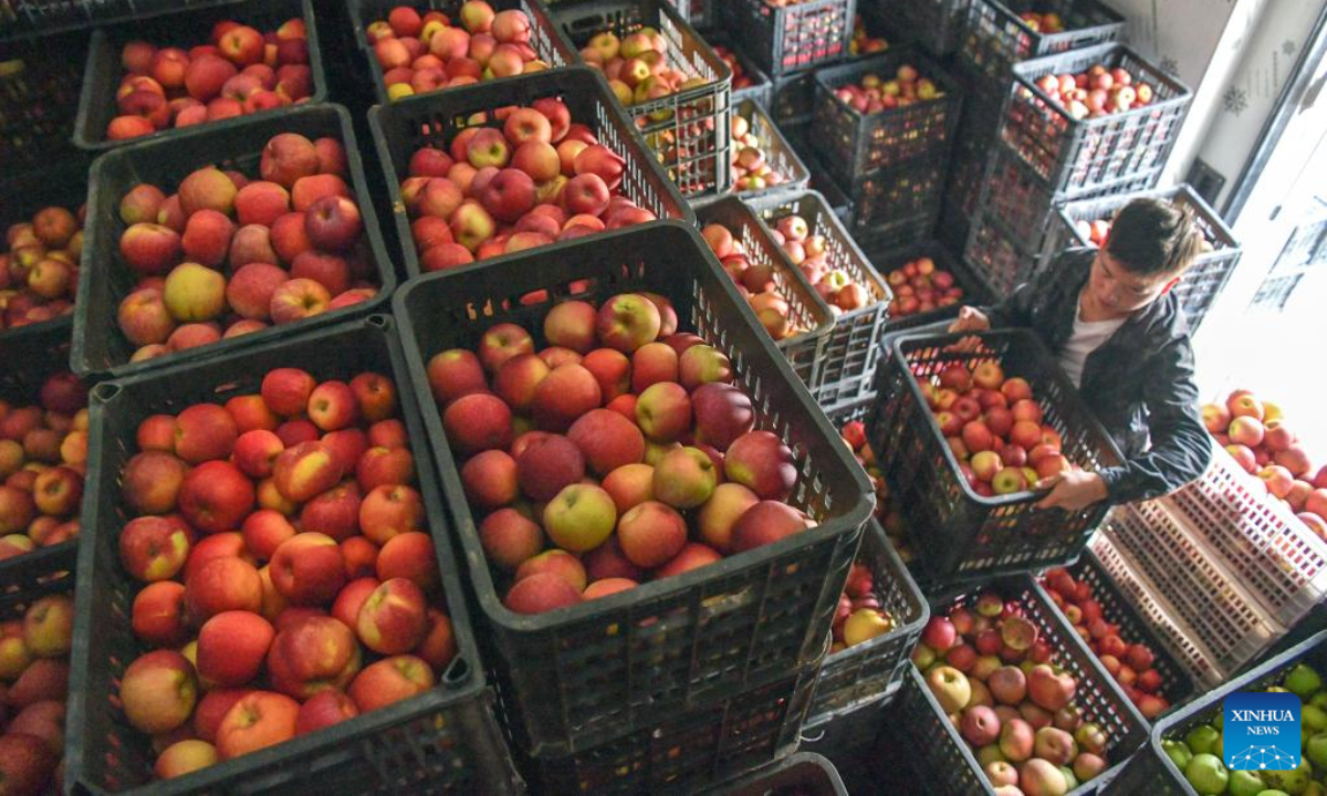 A farmer carries apples at a cold storage warehouse in Zhongshui Township of Weining Yi, Hui and Miao Autonomous County, southwest China's Guizhou Province, Nov 3, 2022. Photo:Xinhua