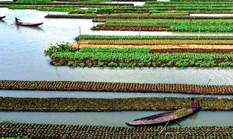 Farmers row boats beside floating vegetable beds in Barisal, Bangladesh, Oct. 25, 2022. (Xinhua)