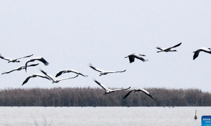 Black-necked cranes are seen at the Caohai National Nature Reserve in the Yi, Hui and Miao Autonomous County of Weining, southwest China's Guizhou Province, Nov. 4, 2022. Photo: Xinhua