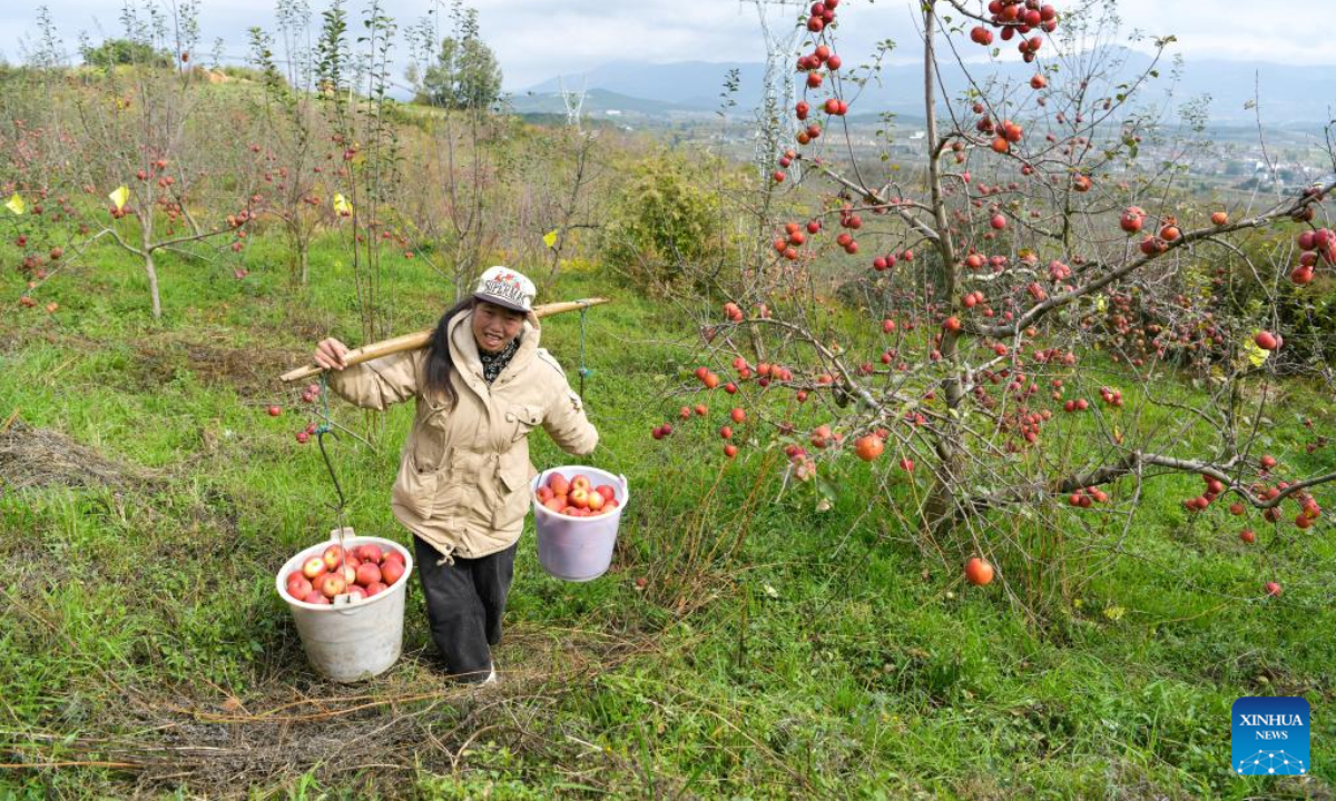 A farmer carries harvested apples at an orchard in Niupeng Township of Weining Yi, Hui and Miao Autonomous County, southwest China's Guizhou Province, Nov 3, 2022. Photo:Xinhua