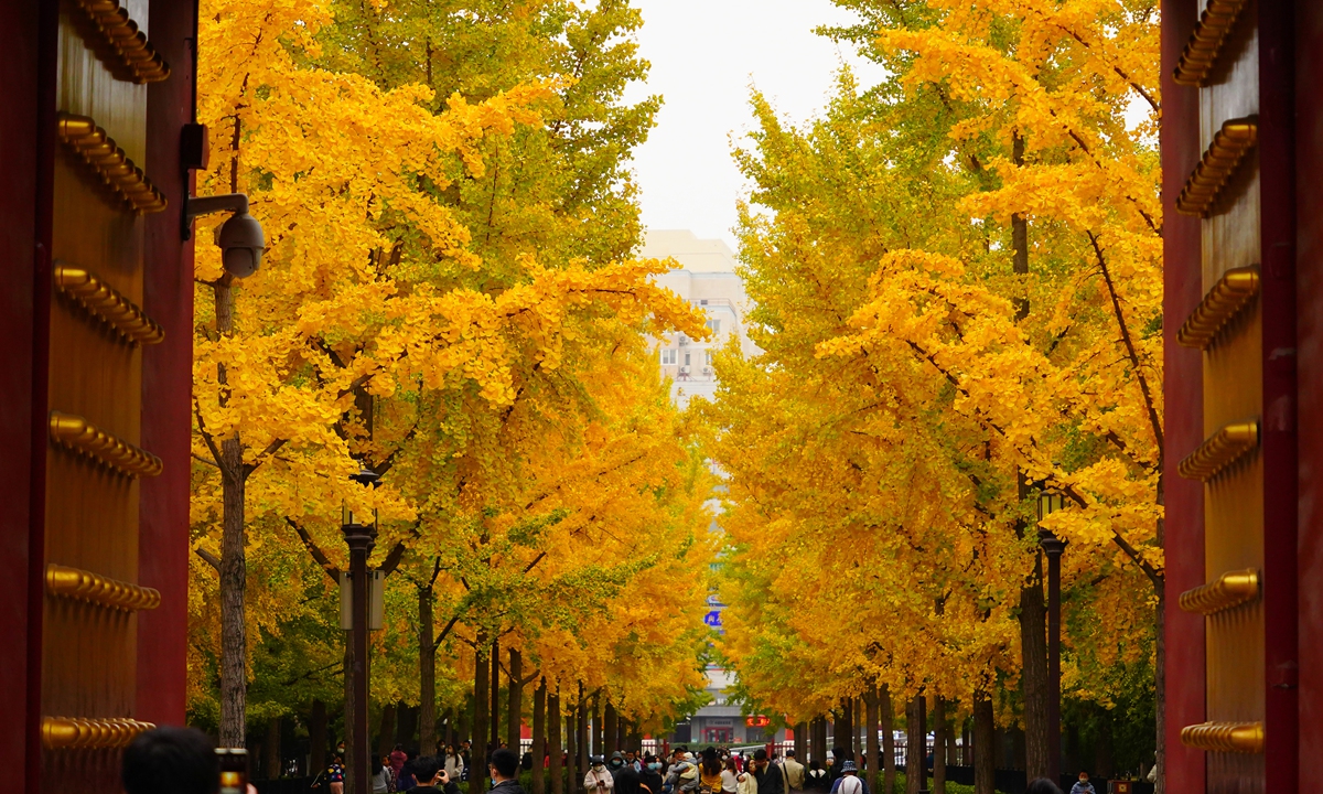 Ginkgo trees in Beijing's Temple of Earth (Ditan Park) are seen on October 31, 2022 completely gold at their annual peak, displaying their unique charm with the ancient architecture. Photo: IC