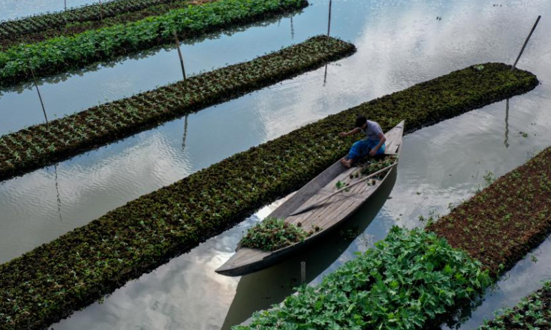 A farmer rows boat beside floating vegetable beds in Barisal, Bangladesh, Oct. 25, 2022. (Xinhua)