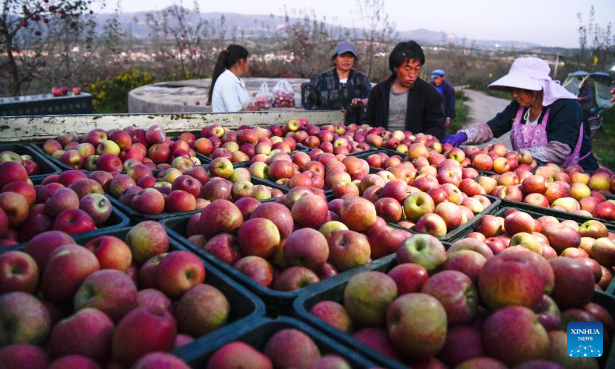 Farmers load apples onto a truck at an orchard in Niupeng Township of Weining Yi, Hui and Miao Autonomous County, southwest China's Guizhou Province, Nov 2, 2022. Photo:Xinhua