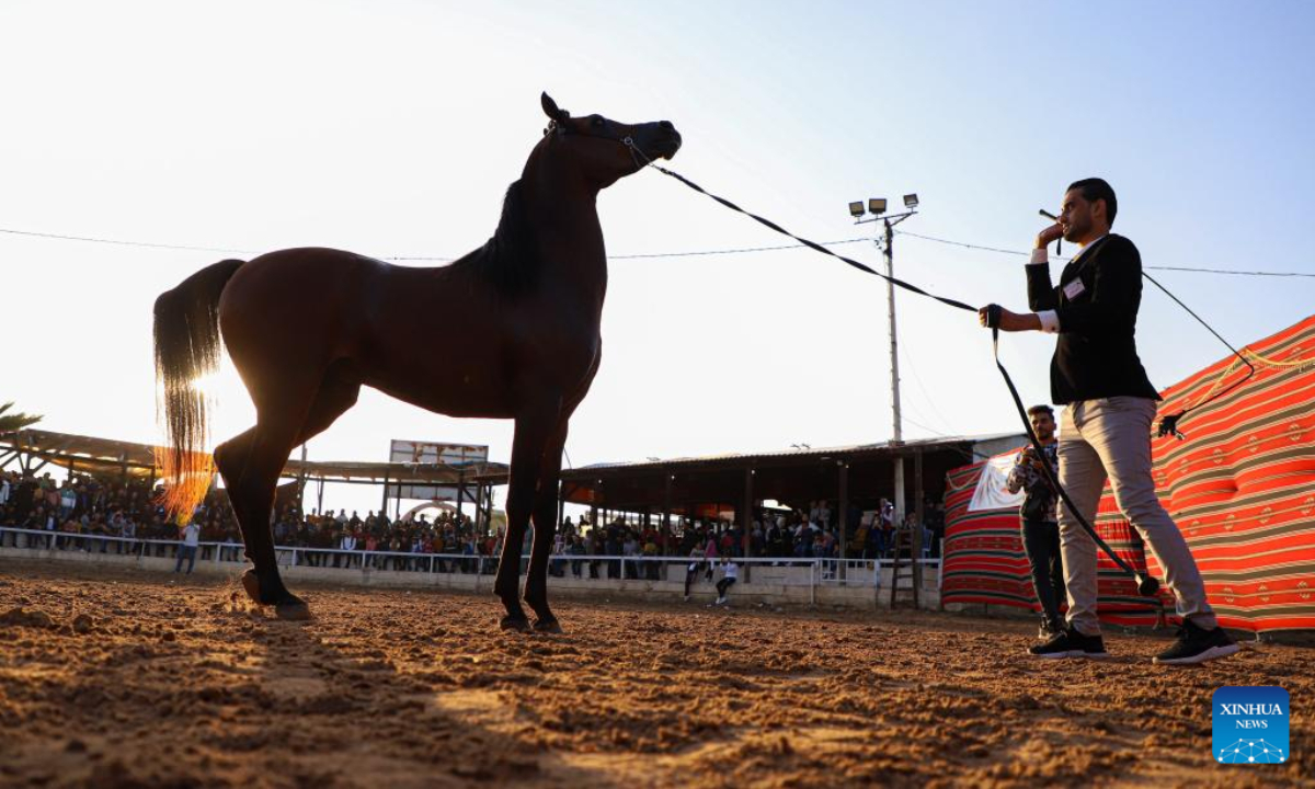 A Palestinian jockey displays a horse during a festival for Arabian purebred horses in Gaza City, on Nov 11, 2022. Photo:Xinhua