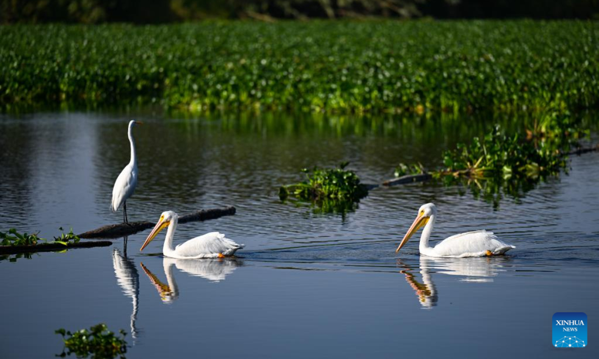 Pelicans swim past an egret in the Xochimilco Ecological Park in Mexico City, capital of Mexico, Nov 2, 2022. Photo:Xinhua