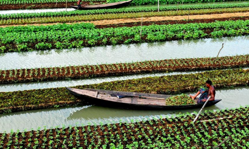 Farmers row boats beside floating vegetable beds in Barisal, Bangladesh, Oct. 25, 2022. (Xinhua)