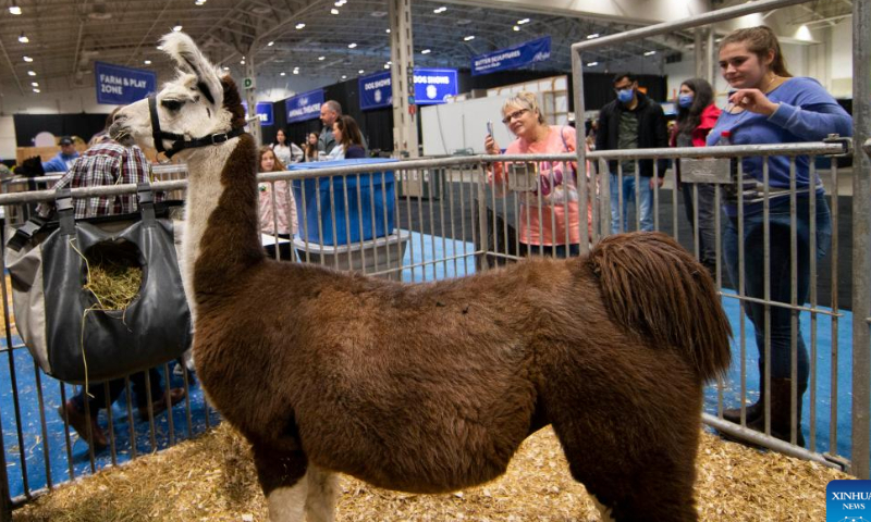 People look at a llama at the Royal Agricultural Winter Fair in Toronto, Canada, on Nov. 4, 2022. As a combined indoor agricultural fair and international equestrian competition, the ten-day annual event kicked off here on Friday to celebrate its 100th anniversary. Photo: Xinhua