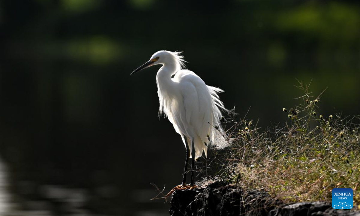 An egret rests in the Xochimilco Ecological Park in Mexico City, capital of Mexico, Nov 2, 2022. Photo:Xinhua