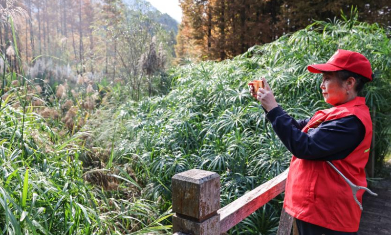 Environmental protection volunteer Zhou Yuqing takes photos of the Huaxi national city wetland park in Guiyang, capital of southwest China's Guizhou Province on Nov. 4, 2022. Photo: Xinhua