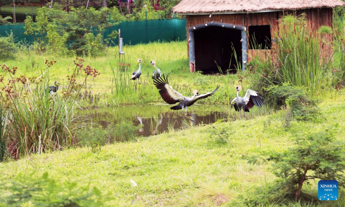 Grey crowned cranes are seen at Umusambi Village, a restored wetland area, in Kigali, Rwanda, Nov 11, 2022. Photo:Xinhua