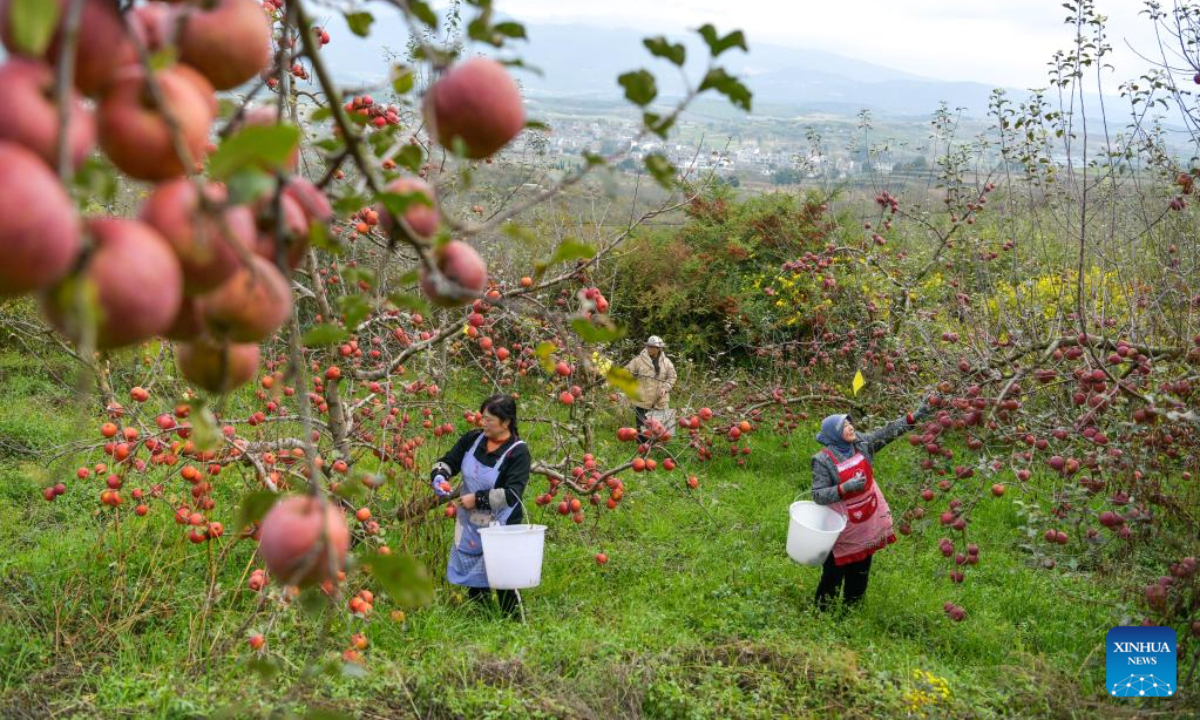 Farmers pick apples at an orchard in Niupeng Township of Weining Yi, Hui and Miao Autonomous County, southwest China's Guizhou Province, Nov 3, 2022. Photo:Xinhua