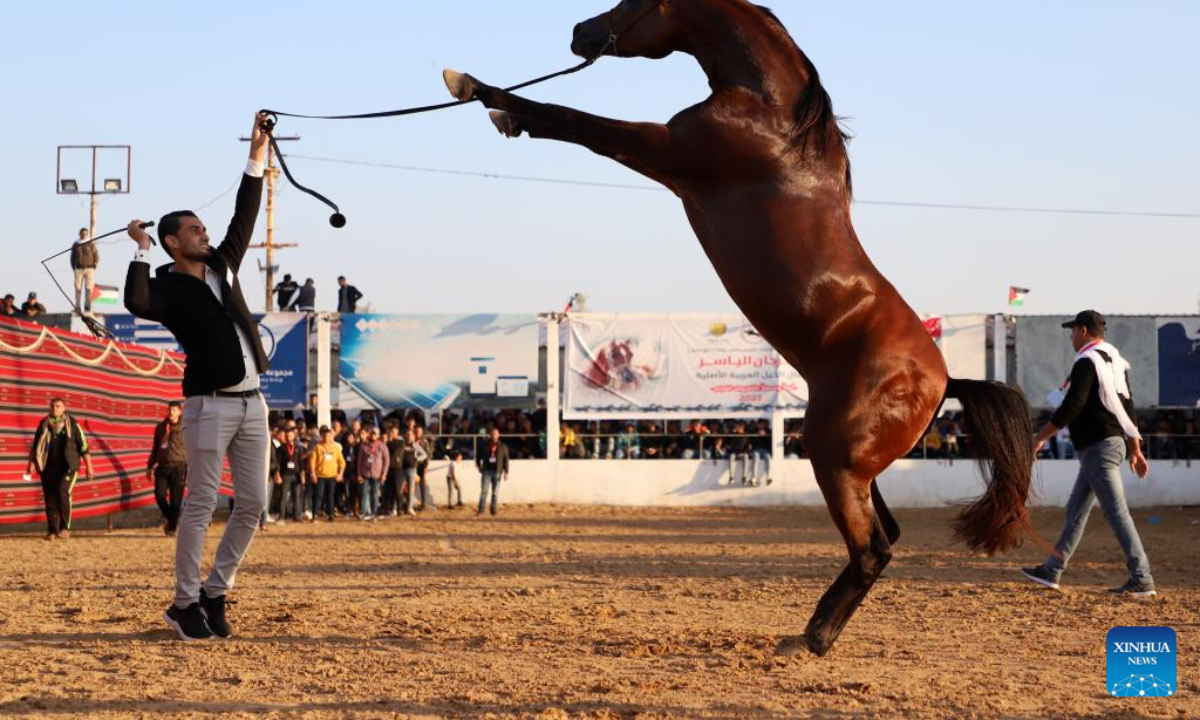 A Palestinian jockey displays a horse during a festival for Arabian purebred horses in Gaza City, on Nov 11, 2022. Photo:Xinhua