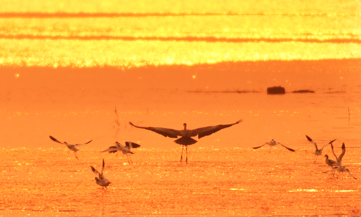 Grey herons dance at sunset in the wetland of Baisha River in Qingdao, East China's Shandong Province on November 8, 2022. Photo: IC