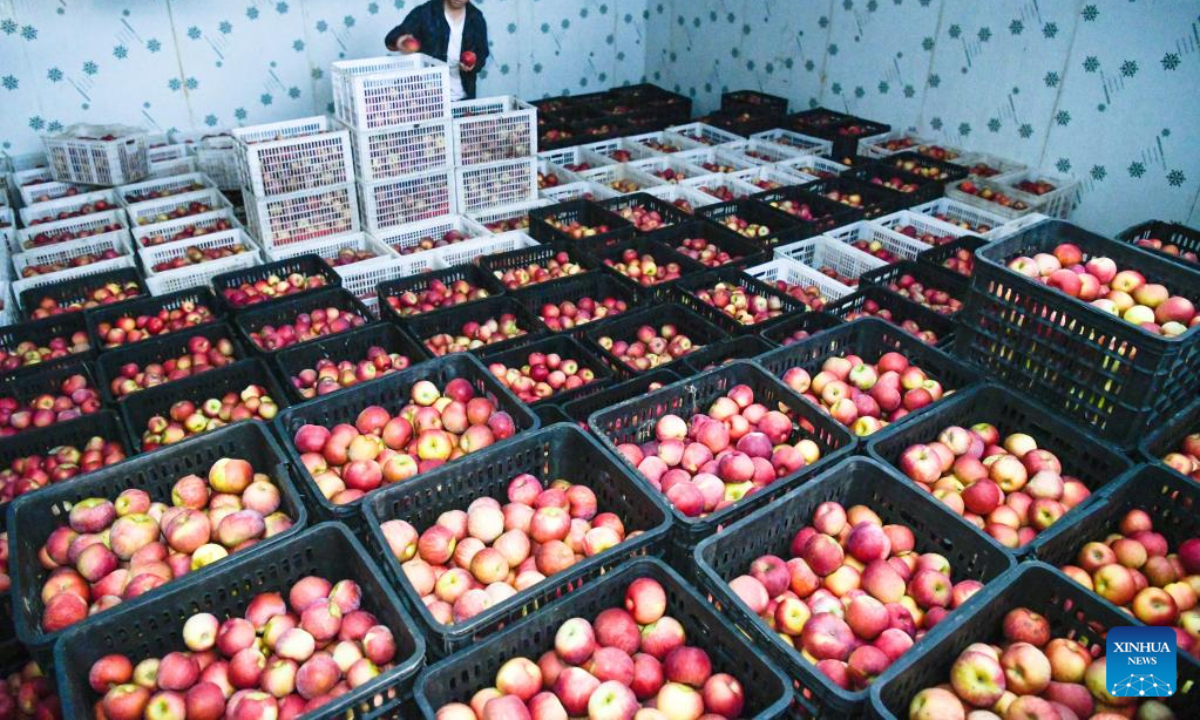 A farmer checks apples at a cold storage warehouse in Zhongshui Township of Weining Yi, Hui and Miao Autonomous County, southwest China's Guizhou Province, Nov 3, 2022. Photo:Xinhua