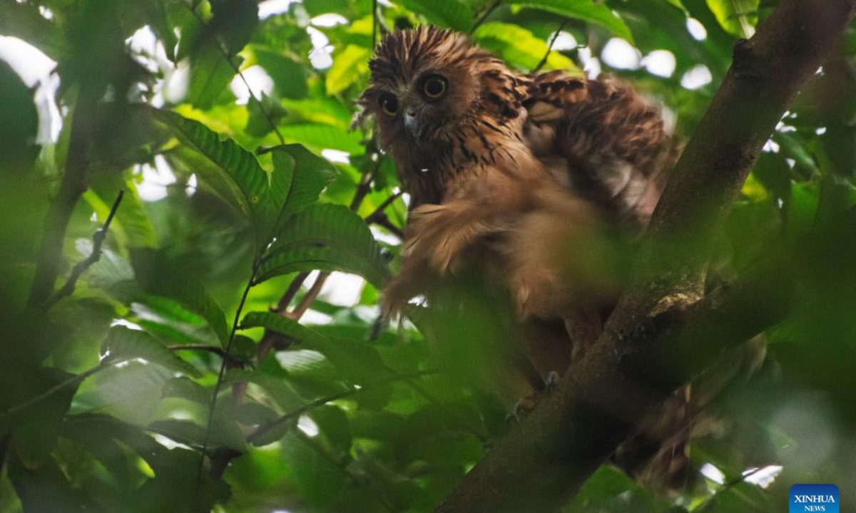 A buffy fish owl is seen in Singapore's Sungei Buloh Wetland Reserve on Jan 4, 2022. Photo:Xinhua